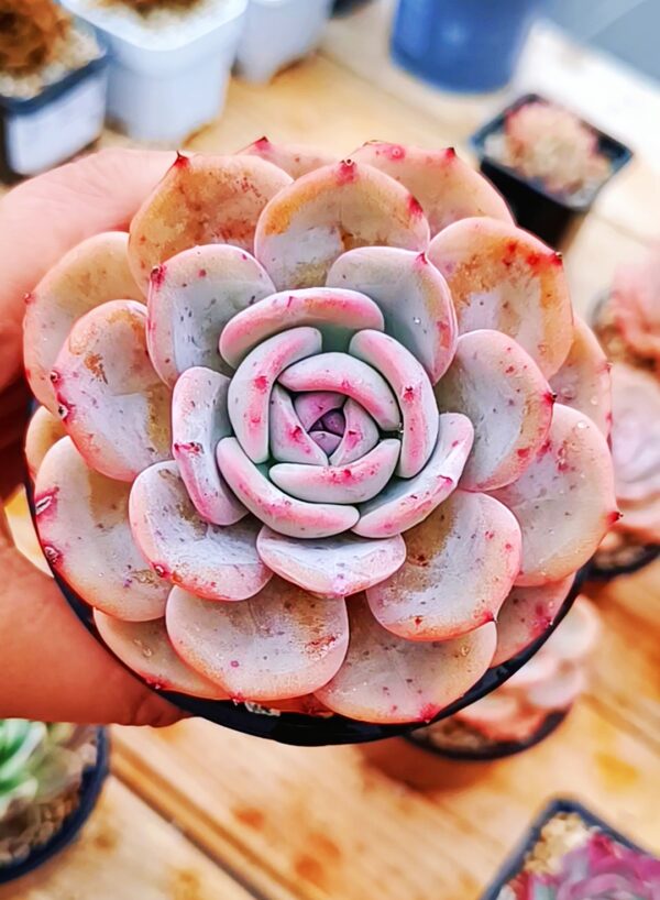 Echeveria Snow Tea