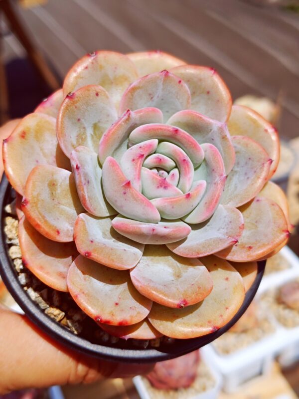 Echeveria Snow Tea – Image 3