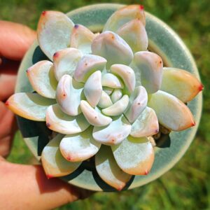 Echeveria Monroe variegata S