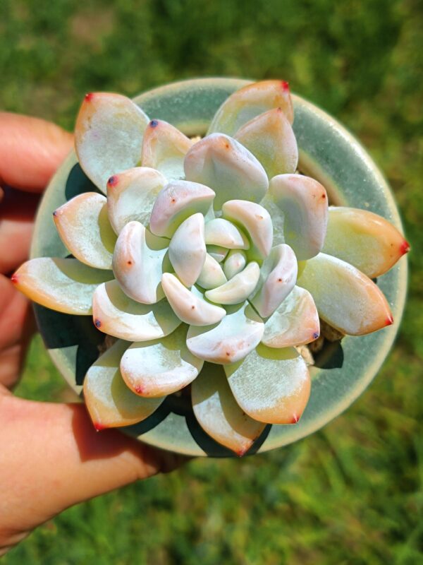 Echeveria Monroe variegata S