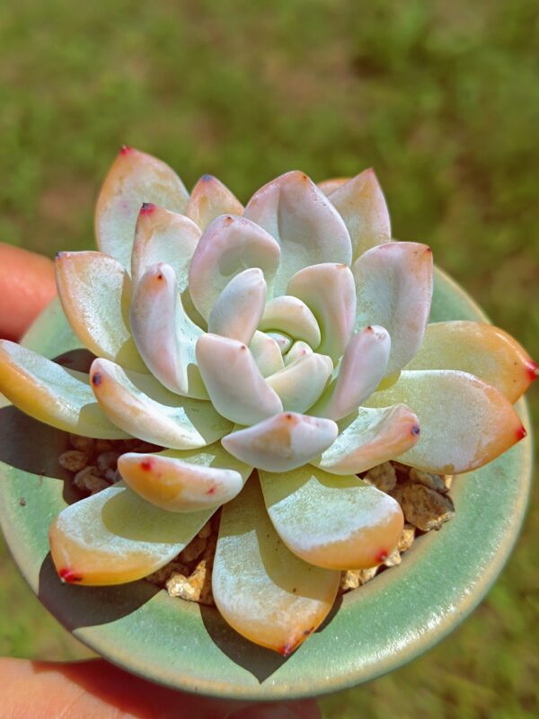 Echeveria Monroe variegata S – Image 2