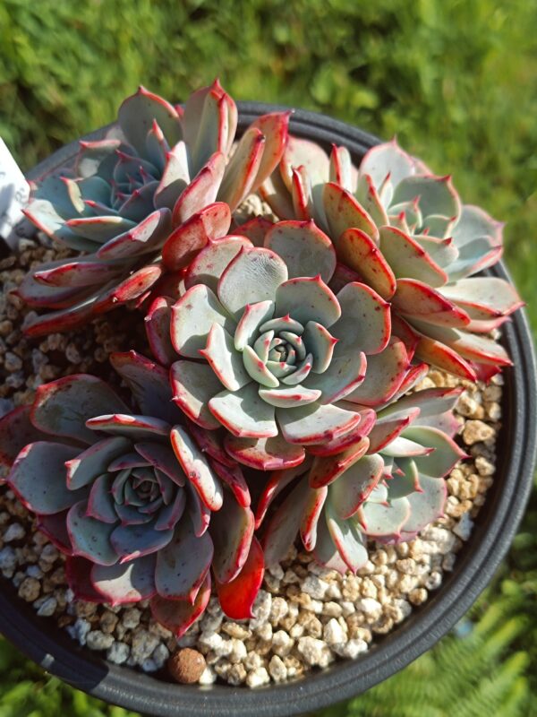 Echeveria Laulensis cluster – Image 2