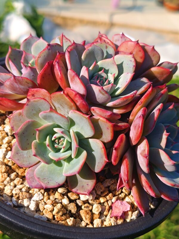 Echeveria Laulensis cluster – Image 3