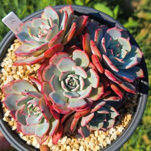 Echeveria Laulensis cluster