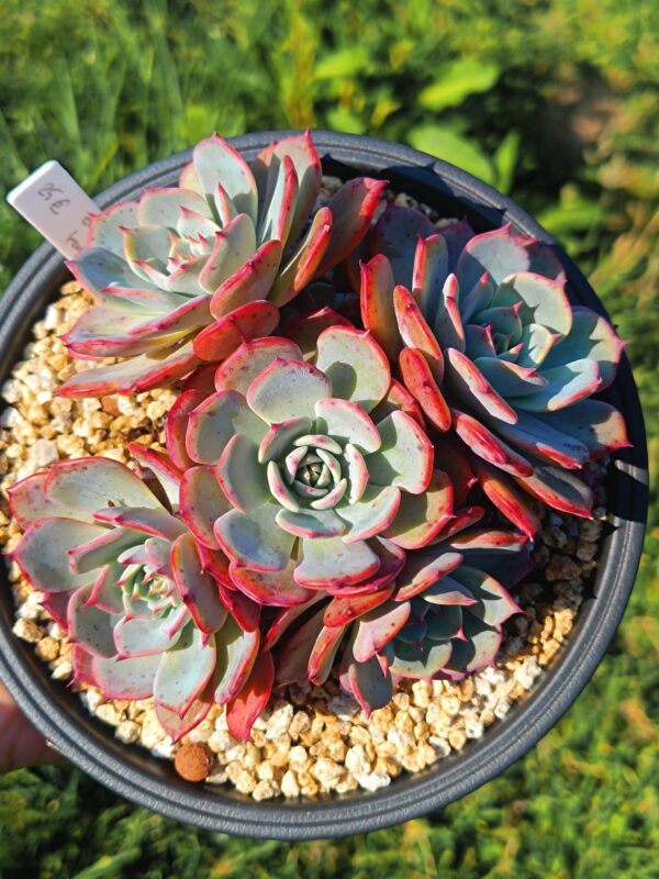 Echeveria Laulensis cluster