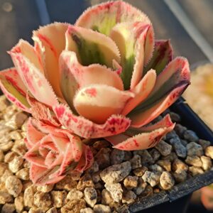 Aeonium Marnier Lapostolle variegated