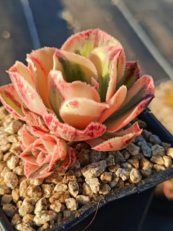 Aeonium Marnier Lapostolle variegated