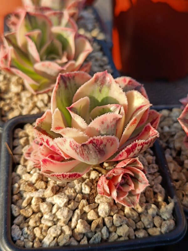 Aeonium Marnier Lapostolle variegated – Image 2