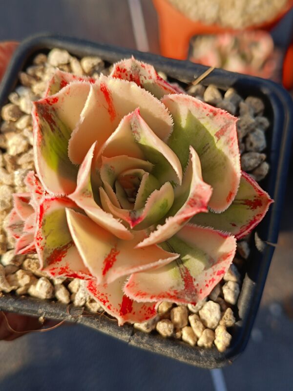 Aeonium Marnier Lapostolle variegated – Image 3