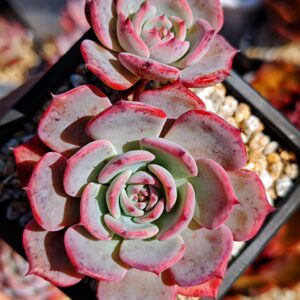 Echeveria Laulensis double têtes
