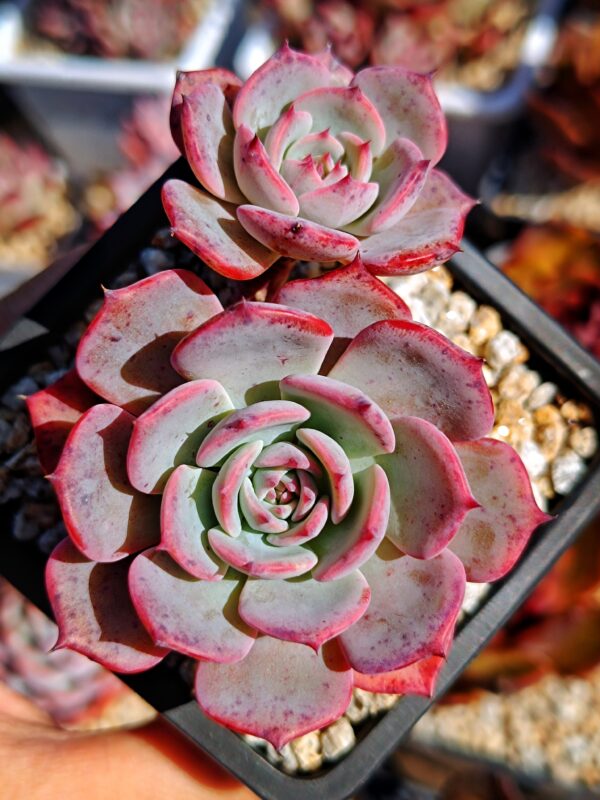 Echeveria Laulensis double têtes