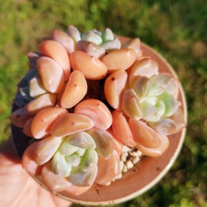 Echeveria Ice Orange cluster