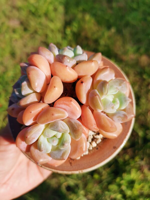 Echeveria Ice Orange cluster