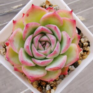Echeveria Silhouette