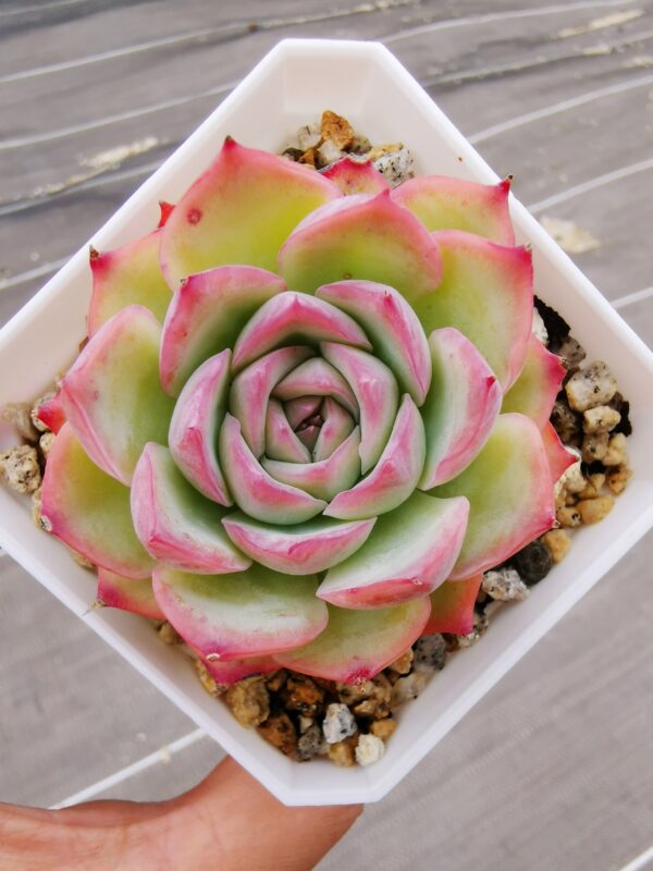 Echeveria Silhouette