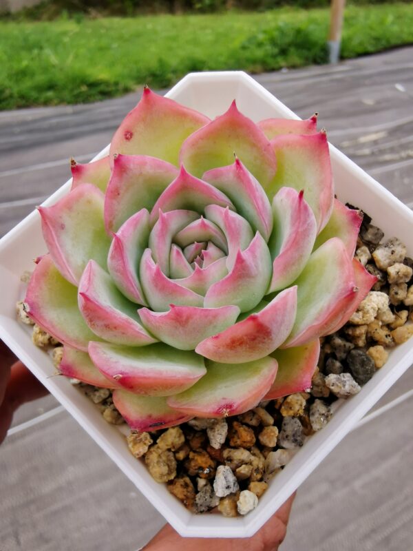 Echeveria Silhouette – Image 2