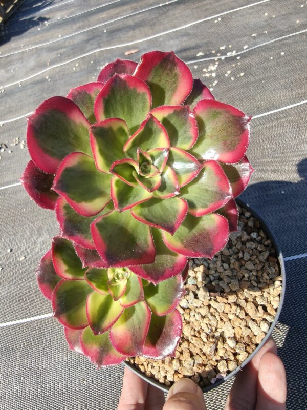 Aeonium Phantom double têtes