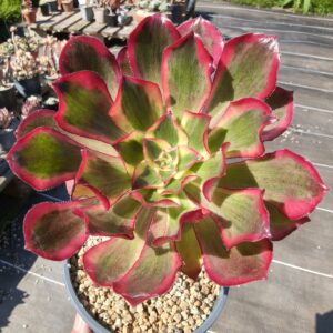 Aeonium Phantom M