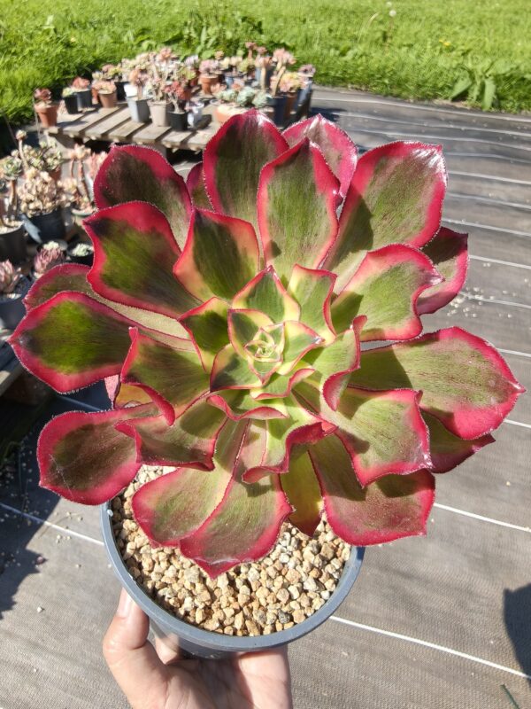 Aeonium Phantom M