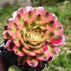 Aeonium Pink Daisy