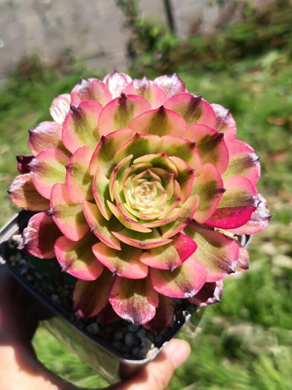 Aeonium Pink Daisy