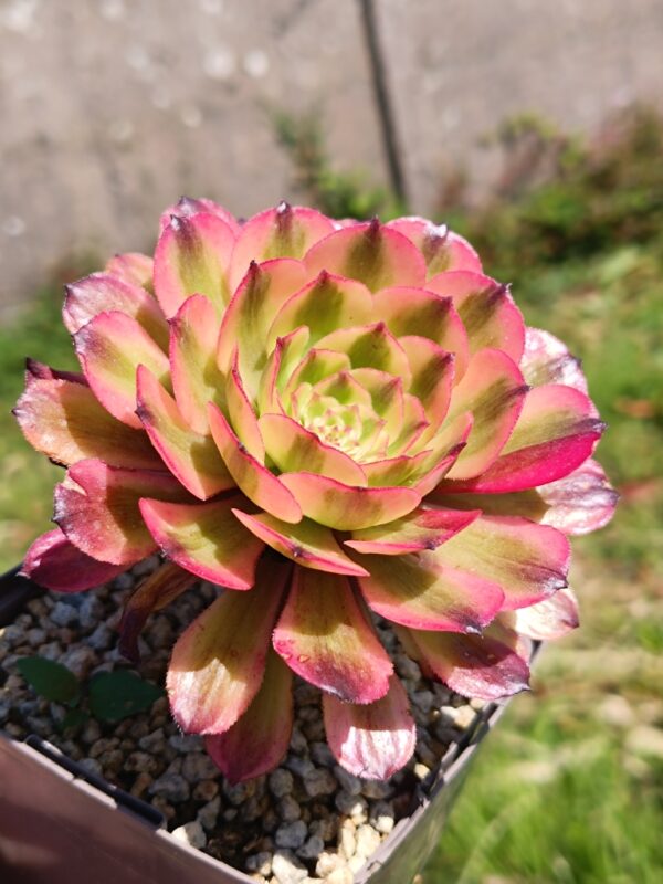 Aeonium Pink Daisy – Image 2
