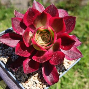 Aeonium Phantom S