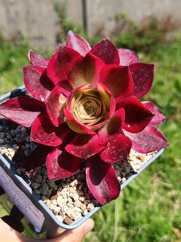 Aeonium Phantom S