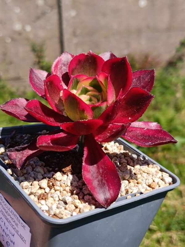 Aeonium Phantom S – Image 2