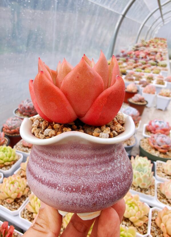 Echeveria Hepburn – Image 2