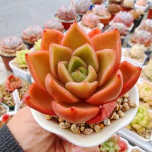 Echeveria Hepburn
