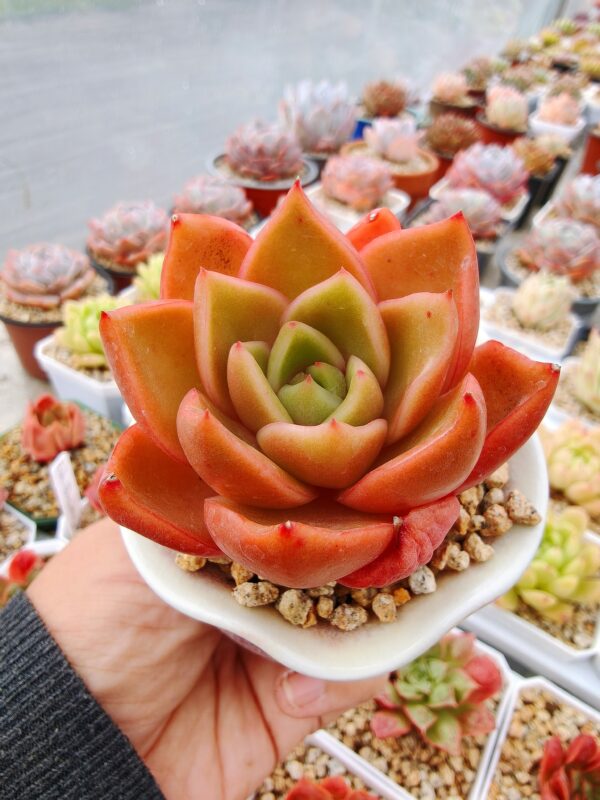 Echeveria Hepburn
