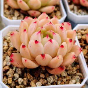 Echeveria FengFei