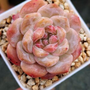 Echeveria Snow Tower