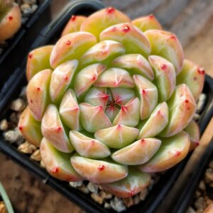 Echeveria Snowflake Jenny