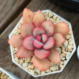 Pachyphytum Energy Bubble