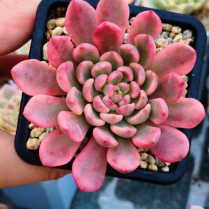Sedeveria Pink Ruby variegata