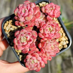 Echeveria Cute Bubble cluster