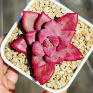 xPachyveria Hephaestus S