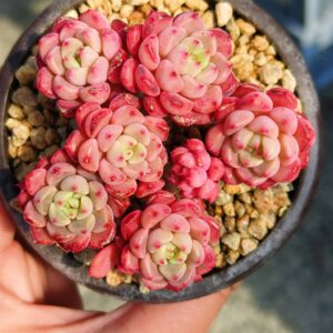 Echeveria Cute Bubble cluster