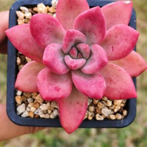 xPachyveria Hephaestus S