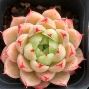 Echeveria FengFei