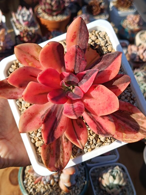 Echeveria Hanaikada variegata A