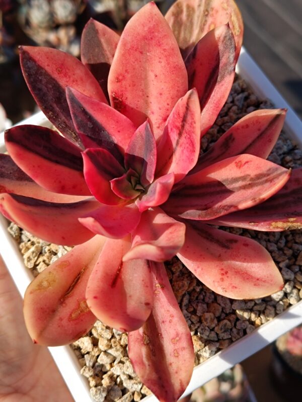 Echeveria Hanaikada variegata A – Image 2