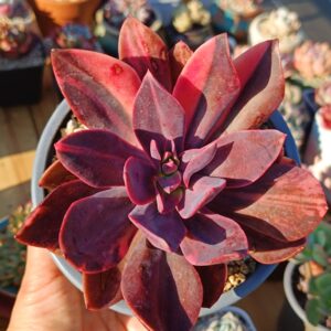 Echeveria Hanaikada variegata B