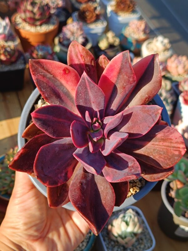 Echeveria Hanaikada variegata B