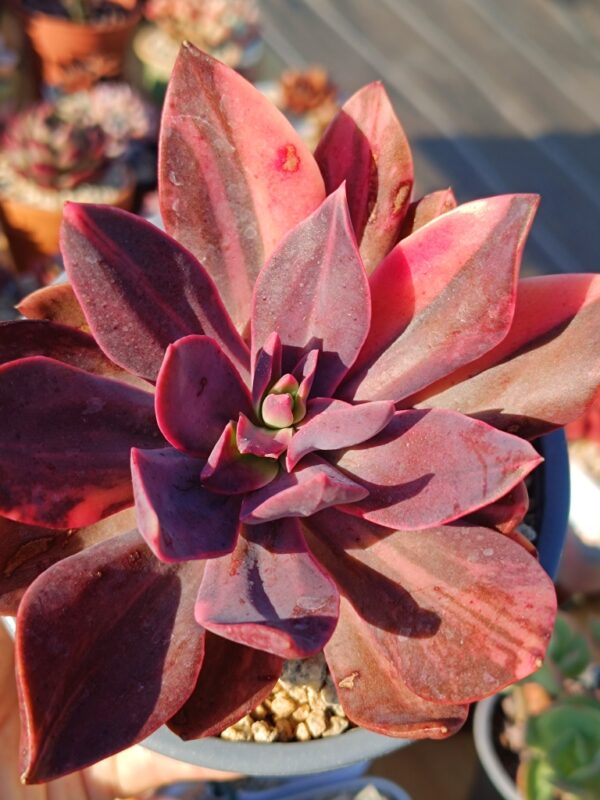 Echeveria Hanaikada variegata B – Image 2