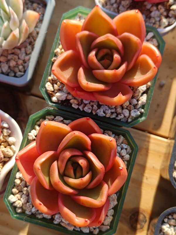 Echeveria Hepburn – Image 2