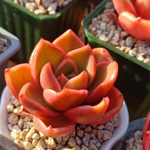 Echeveria Hepburn