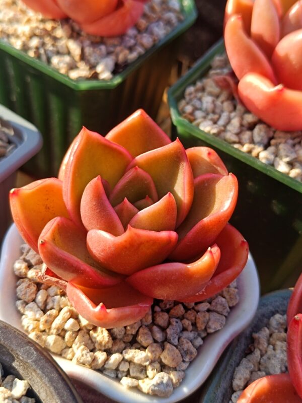 Echeveria Hepburn